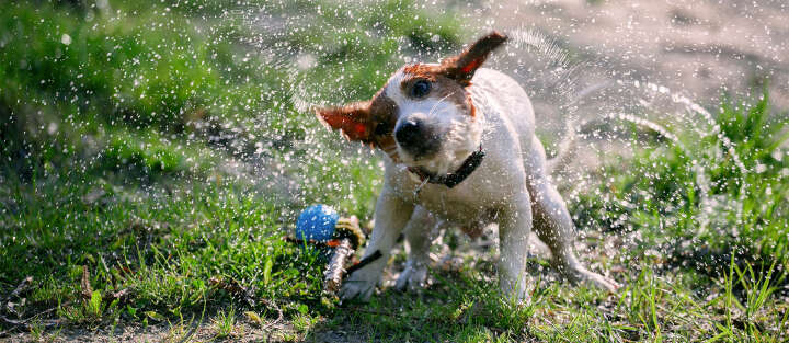 hund nass schuettelt sich sommer 1700x740
